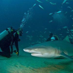 Meet your Posher, Marki